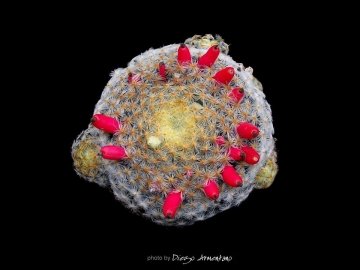 Mammillaria schiedeana