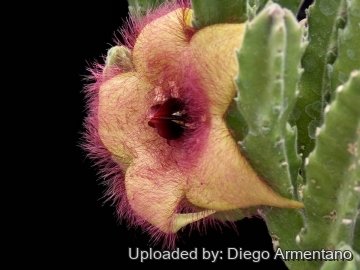 Stapelia unicornis