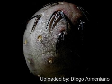 Tephrocactus geometricus