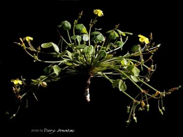 Oxalis carnosa