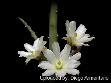 Austrocylindropuntia salmiana