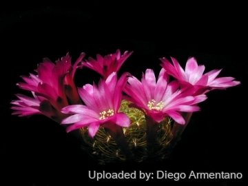 Sulcorebutia flavissima