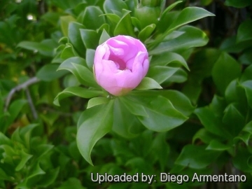 Pereskia quisqueyana