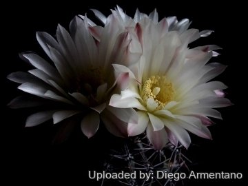Gymnocalycium platense var. ventanicola