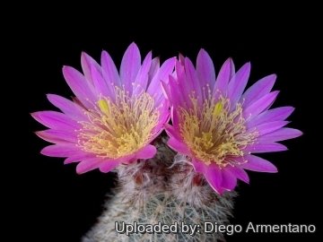 Echinocereus laui