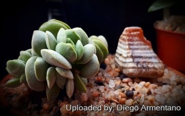 Crassula sericea var. velutina