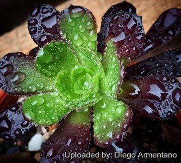 Aeonium arboreum var. atropurpureum