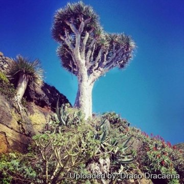Dracaena draco subs. ajgal