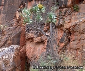 Dracaena draco subs. ajgal