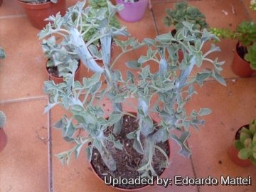 Senecio articulatus