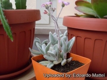 Kalanchoe eriophylla