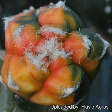 Astrophytum myriostigma cv. Kikko nudum Koh-yo