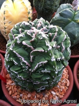 Astrophytum myriostigma cv. Hanakago