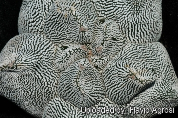 Astrophytum myriostigma cv. Onzuka Kikko
