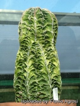 Astrophytum myriostigma cv. Hanakago