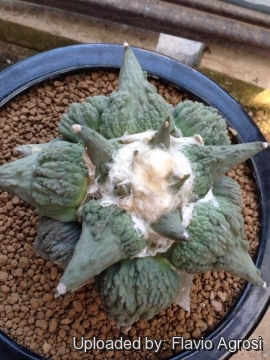 Ariocarpus retusus cv. Cauliflower