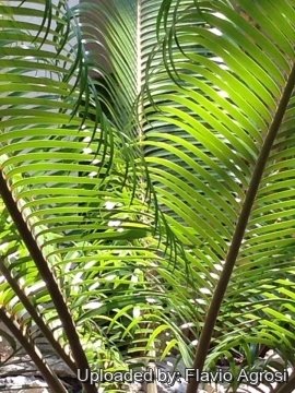 Lepidozamia peroffskyana