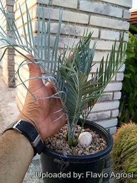 Macrozamia macdonnellii