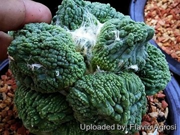 Ariocarpus retusus cv. Maruibo Cauliflower