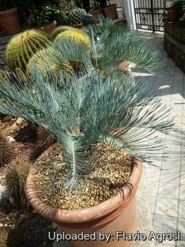 Cycas cairnsiana
