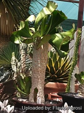 Euphorbia unispina