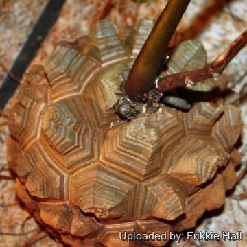 Dioscorea elephantipes