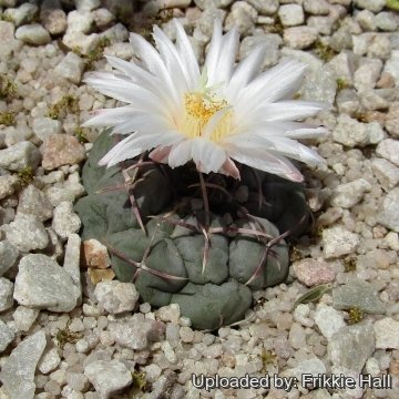 Thelocactus hexaedrophorus
