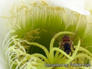 Echinopsis werdermanniana