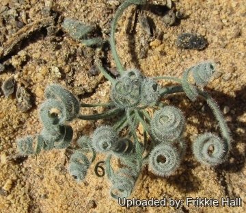 Gethyllis villosa