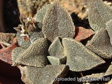 Nananthus transvaalensis