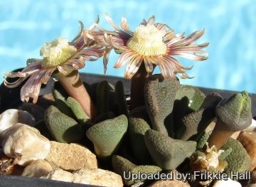 Aloinopsis rosulata