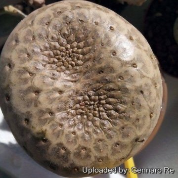 Euphorbia turbiniformis