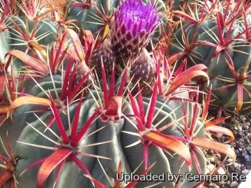 Ferocactus latispinus