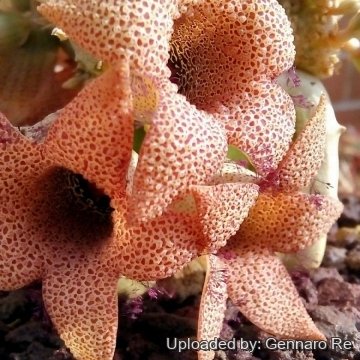 Whitesloanea crassa