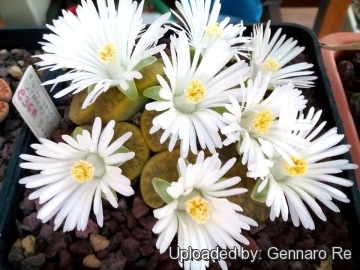 Lithops lesliei C036A TL: Near Warrenton, South Africa cv. albinica