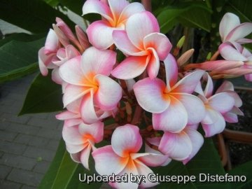 Plumeria rubra