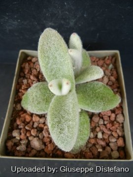 Kalanchoe eriophylla