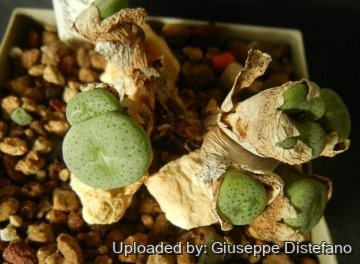 Conophytum jucundum subs. fragile