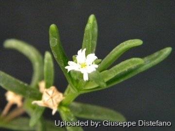 Delosperma napiforme