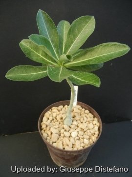 Adenium obesum subs. socotranum