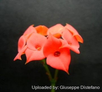 Euphorbia gottlebei
