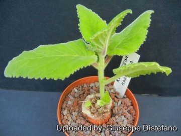Sinningia magnifica
