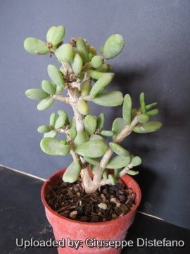 Ceraria pygmaea