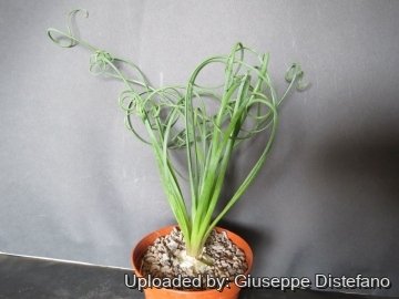 Albuca spiralis