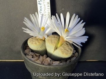 Lithops karasmontana var. opalina