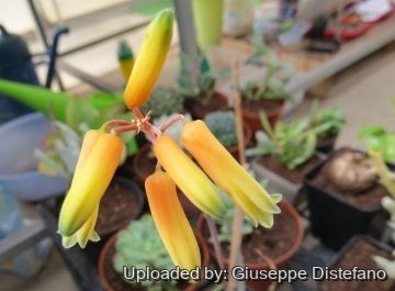 Aloe bakeri