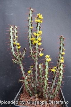 Euphorbia aeruginosa