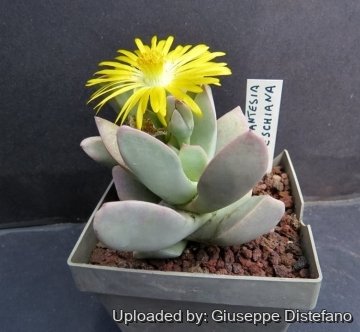 Schwantesia loeschiana