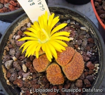 Lithops bromfieldii var. glaudinae C116 TL: 70 km WNW of Griquatown, South Africa