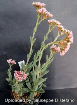 Crassula х justi-corderoyi